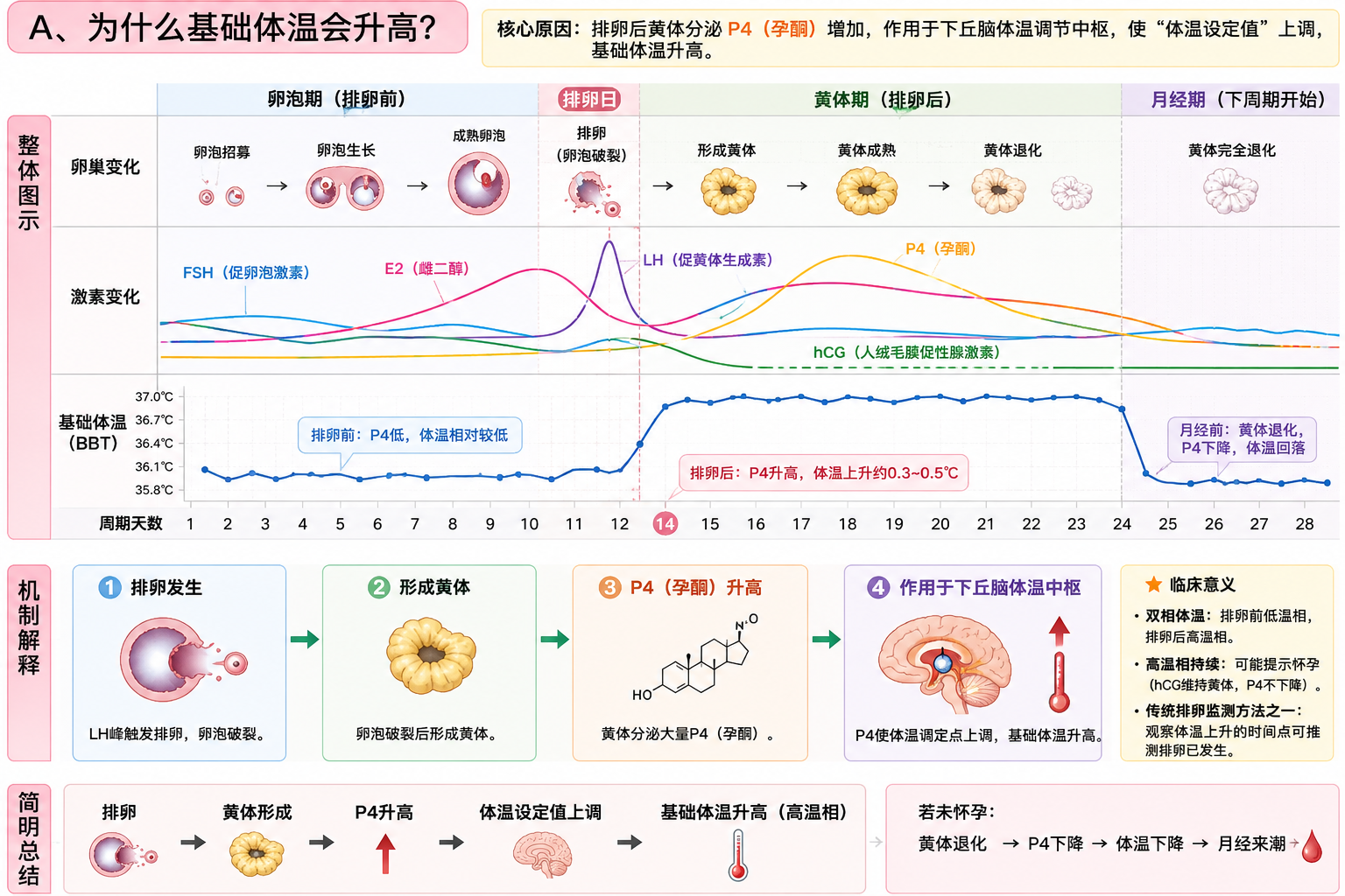 为什么基础体温会升高？